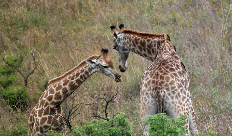 Une agence de voyage vous propose un séjour sur mesure pour l'Afrique du Sud