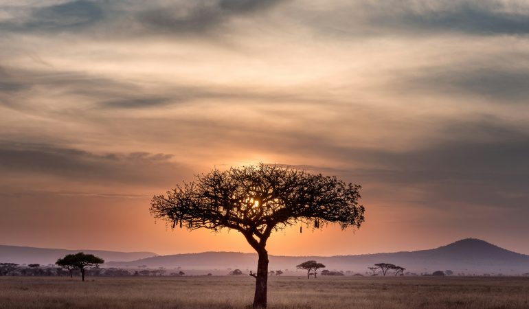 Découverte des animaux majestueux du Serengeti